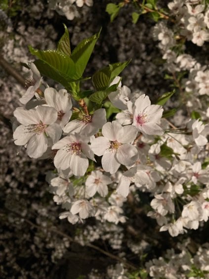 Night Cherry Blossom.jpg